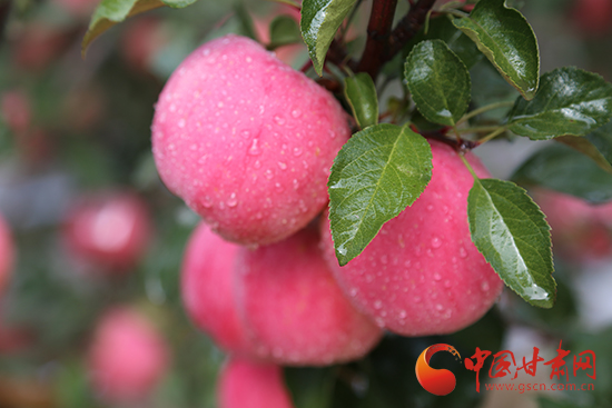 平凉金果正丰收 陪小陇逛吃逛吃呗