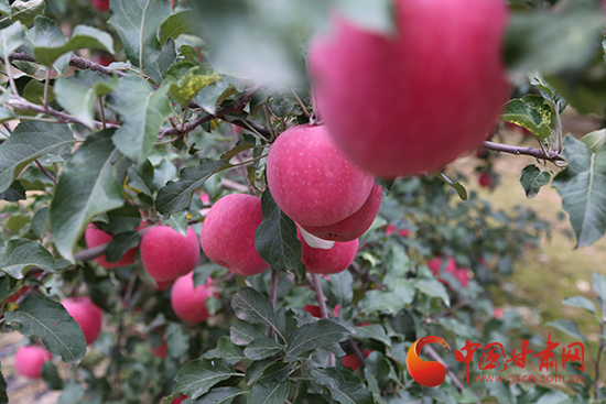 平凉金果正丰收 陪小陇逛吃逛吃呗