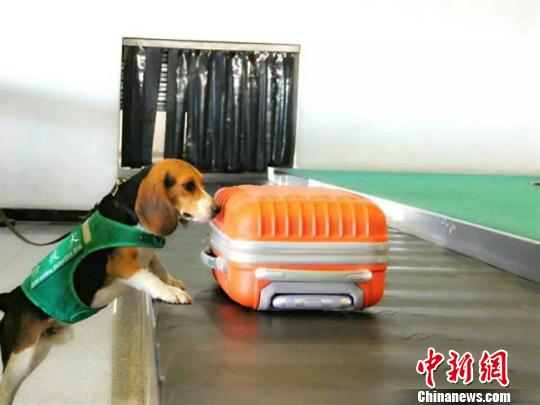 甘肃引进检疫犬应对国门口岸新挑战