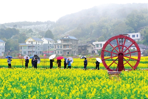 莆田涵江白沙镇坪盘村建樱花园 年底可观赏