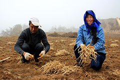 甘谷：中药材产业鼓起农民钱袋子