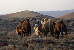 甘肃古浪：沙漠之舟驰骋腾格里
