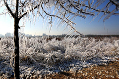 甘肃河西走廊树木冰挂景观似仙境 