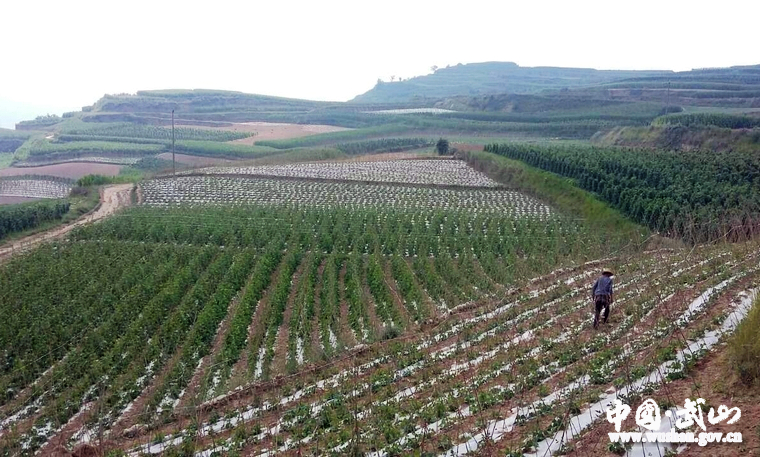 天水武山:打造西梁示范模式 推进富民产业发展