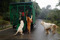 重庆猛兽爬上观光车抢食 游客尖叫