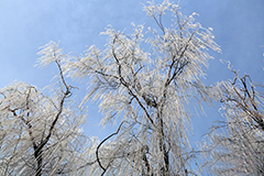 新疆伊犁河谷霧凇美景