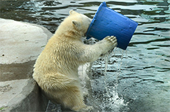 莫斯科动物园北极熊端桶喝水憨态十足