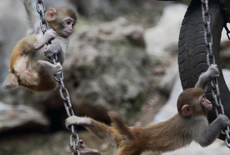 南京动物园猴子抵御寒潮“抱团取暖”