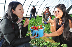 兰州新区首届草莓采摘节1月26日举行