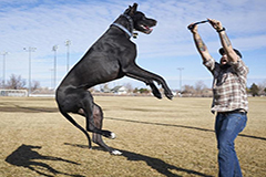 美大丹狗或成“世界最高狗”