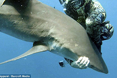 美勇敢潜水员“催眠”鲨鱼取出鱼钩