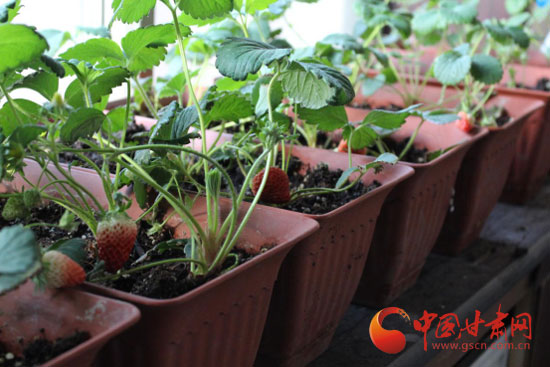 敦煌:盆栽草莓引种成功__中国甘肃网