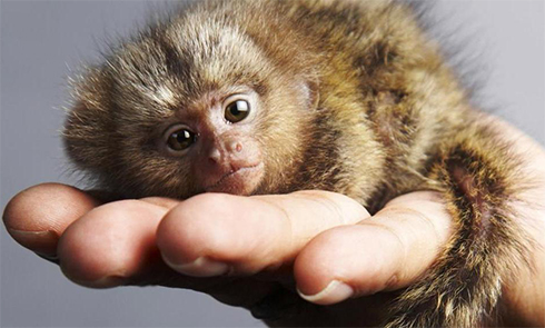 香港展出世界最小猴子没有手掌大(组图)