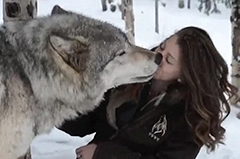 外国美女与野狼“接吻”亲密无间