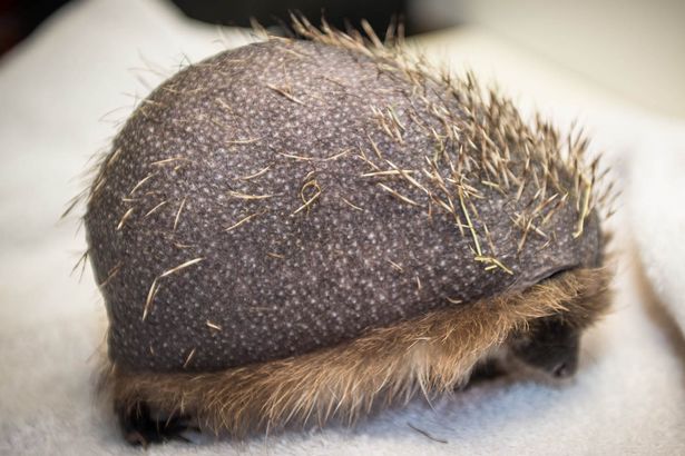 英国一刺猬患秃头症体刺寥寥无几(组图)