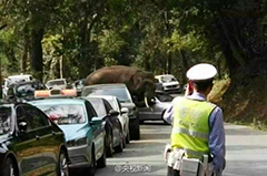 云南西双版纳野象“玩坏”路边14辆汽车