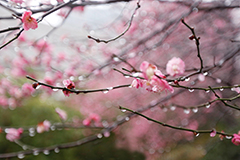 杭州：雨中梅花 暗香浮动