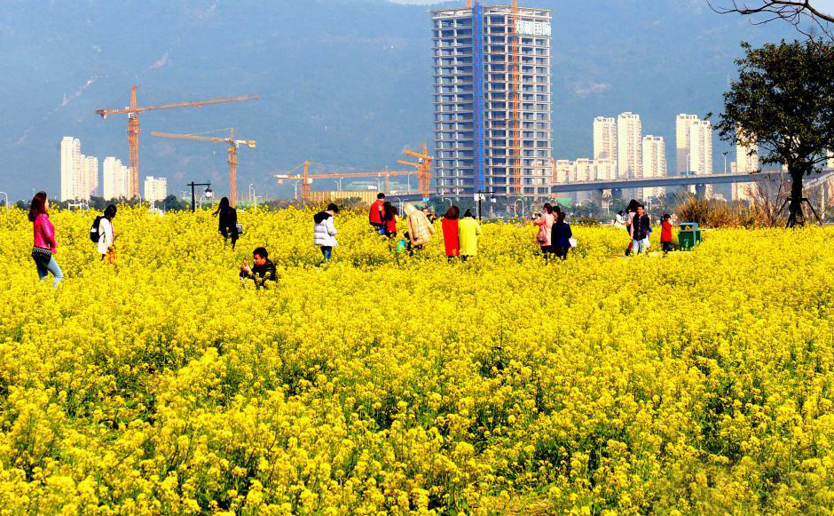 阳春三月 福州公园成金色花海