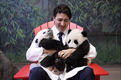 加拿大总理左拥右抱熊猫宝宝展慈父笑容