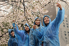 武汉大学樱花初放游客冒雨赏樱