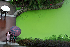 福州一所大学湖面铺“绿毯”