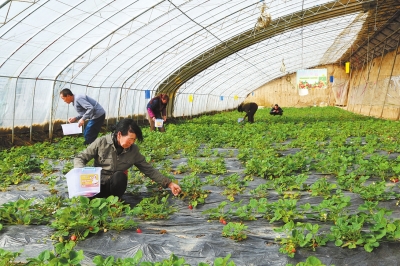 庆阳市发展特色农业和反季节温室果蔬产业（图）
