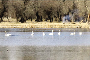 张掖国家湿地公园首次发现大天鹅