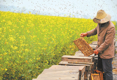 庆阳正宁县蜜蜂养殖助山区群众踏上致富路