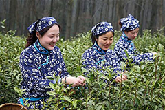 采茶女走进南京中山陵采摘雨花茶