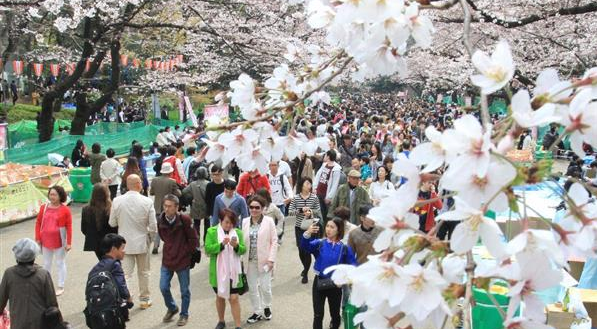 东京上野公园染井吉野樱迎来盛放期 吸引大量