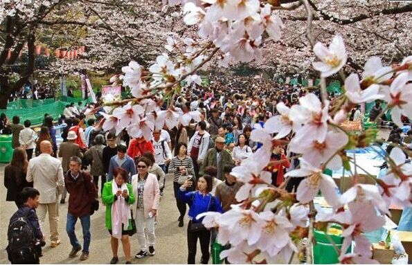 东京上野公园染井吉野樱迎来盛放期 吸引大量