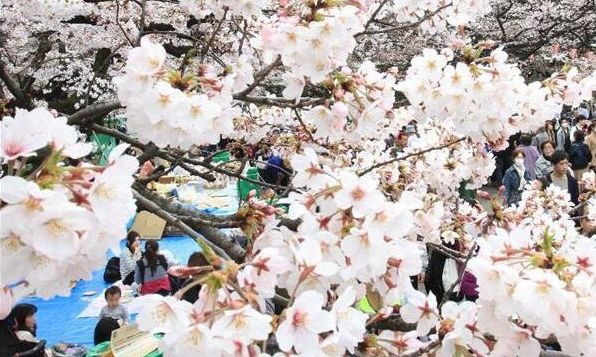 东京上野公园染井吉野樱迎来盛放期 吸引大量