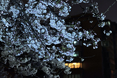 山东青岛清明时节樱花一夜盛放