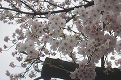日本樱花季 赏花名地人山人海