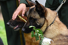 人犬情未了 深圳特区退伍兵回营祭犬