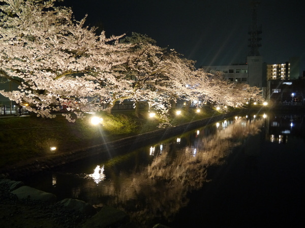 日本古迹点亮“光之回廊” 夜樱魅影摄人心(图)