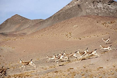 敦煌荒漠现“黄羊”迁徙画面