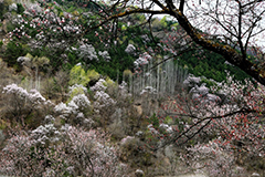 天水清水：三台寺峡山花绽放 漫山遍野如烟似霜(组图)