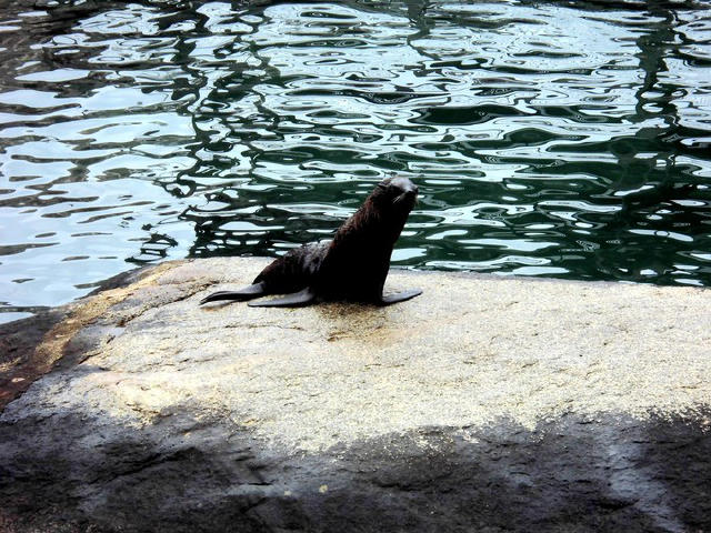 一次就好,我带你去看夏威夷