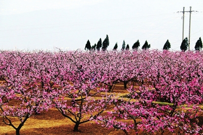 天水秦安秦安桃花源春意醉游人