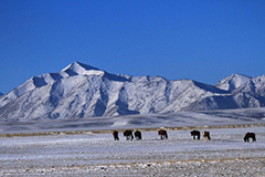 甘肃山丹马场披“银装”风景如画 