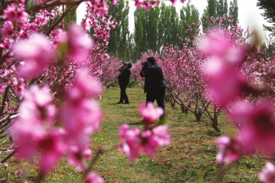 敦煌市桃花与油菜花竞相盛开