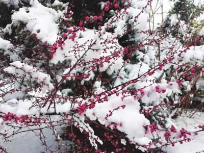 暴风雪搅局酒泉杏花节 金佛寺镇政府向游客致歉