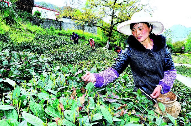 陇南文县今年将新发展茶园2000亩