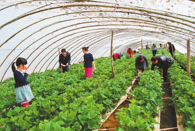 众多游人来到刘家峡镇的农户大棚采摘草莓（图）