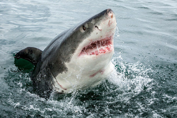 惊险！摄影师 “贴面”拍摄南非大白鲨（组图）