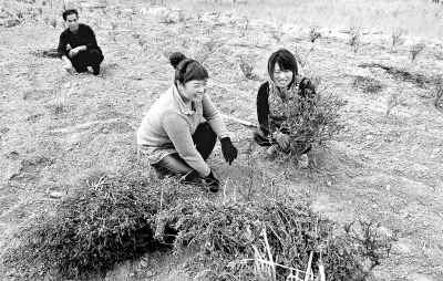 定西临洮县太石镇三益村村民按照技术要求栽种金银花