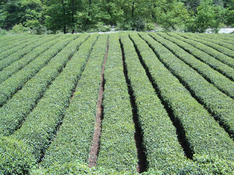 陇南文县茶叶