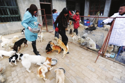 狗之患 城之痛--兰州流浪狗成群结队出没家养犬