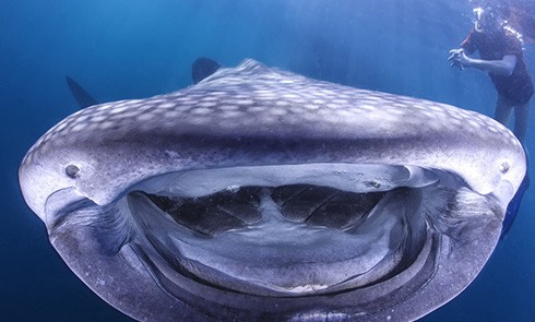 萌哭！印尼巨型鲸鱼对镜头展幸福笑容